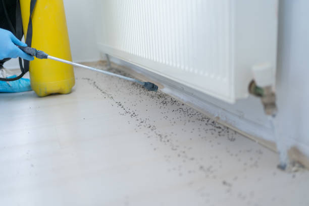 Best Wasp Removal Services  in Butler Beach, FL