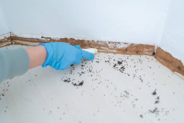 Best Termite Control Services  in Butler Beach, FL